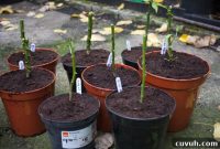 How to Overwinter Chillies Successfully: Prep and Care Guide