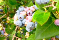 Ask the Produce Expert: Why Blueberries Are Ideal for Kids
