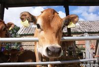 Beef Cooking Tips and Tricks for Flavorful Meals