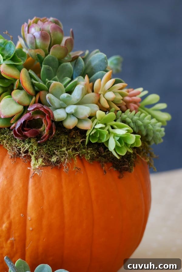 DIY: Pumpkin Succulent Harvest Decoration