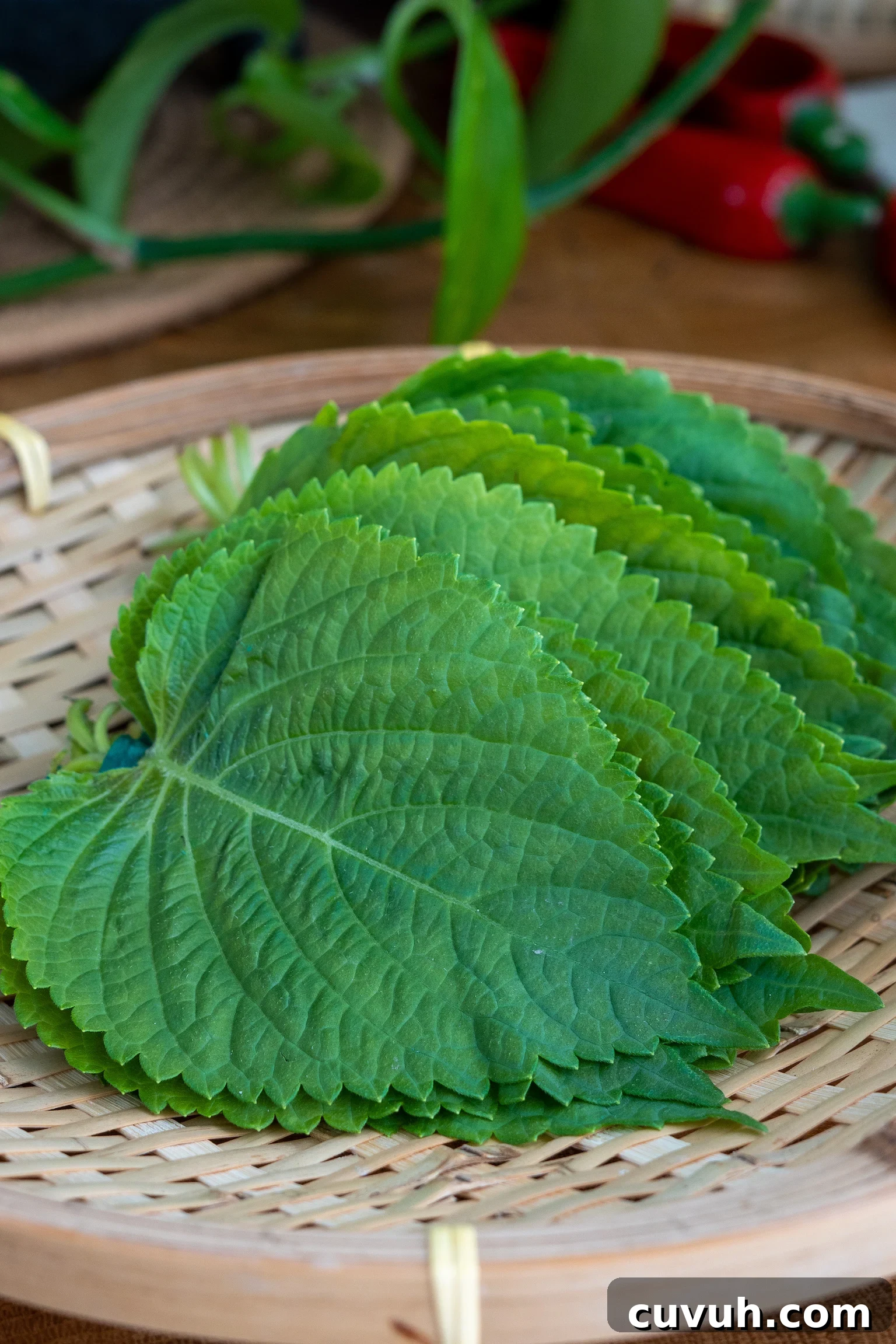 Perilla Leaf Kimchi Recipe: How to Make Korean Kkaennip Kimchi 3 img 10598 2