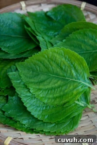 Perilla Leaf Kimchi Recipe: How to Make Korean Kkaennip Kimchi 7 img 10598 7