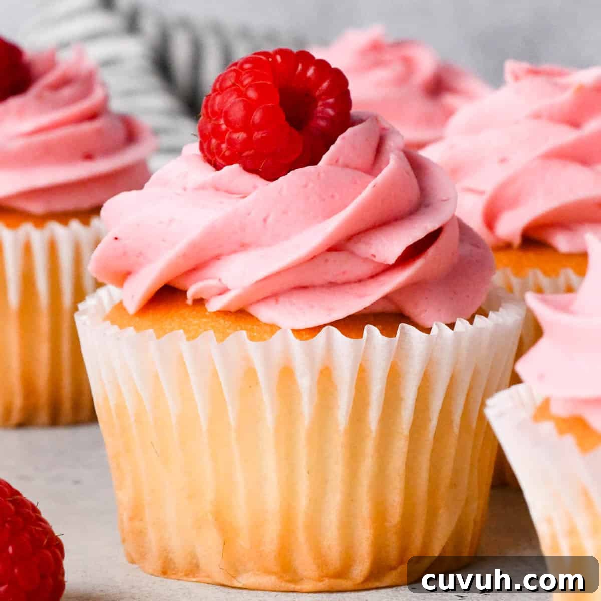raspberry frosting on top of a vanilla cupcake in a wrapper with a fresh raspberry on top, surrounded by more cupcakes topped with raspberry buttercream frosting