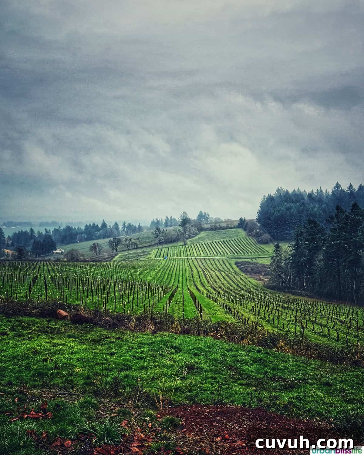 Evening Land Vineyards.