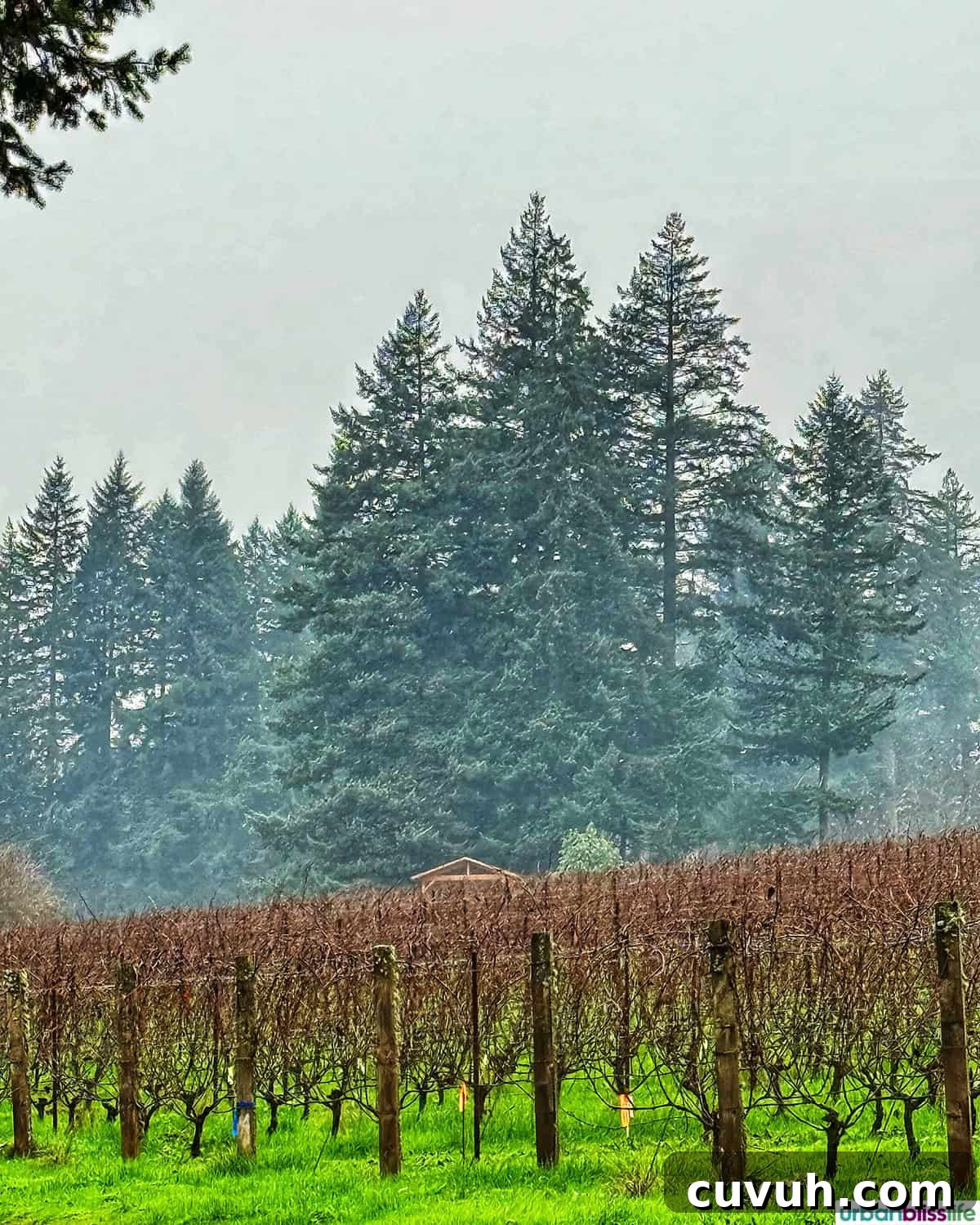 dormant grape vines at Evening Land Vineyards.
