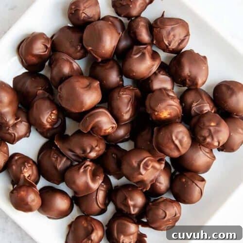 overhead view of white plate of chocolate-covered macadamia nuts