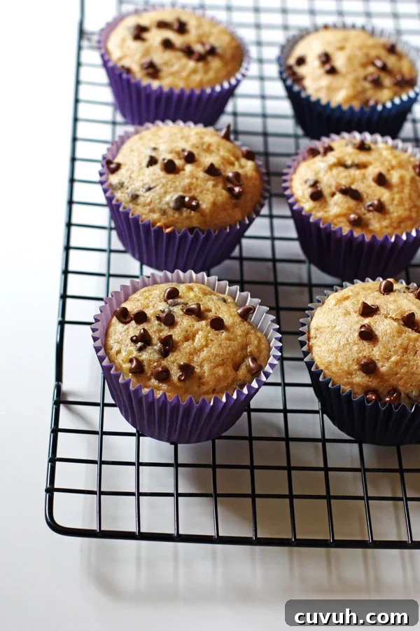 Banana Chocolte Chip Muffins