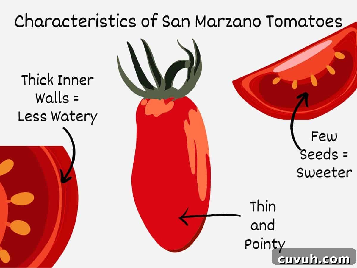 Authentic San Marzano Tomato Sauce Recipe for Homemade Pasta 3 Graphic showing a whole san marzano tomato and two cross sections.