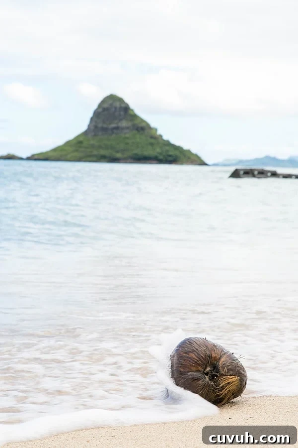 Coconut on a beach 