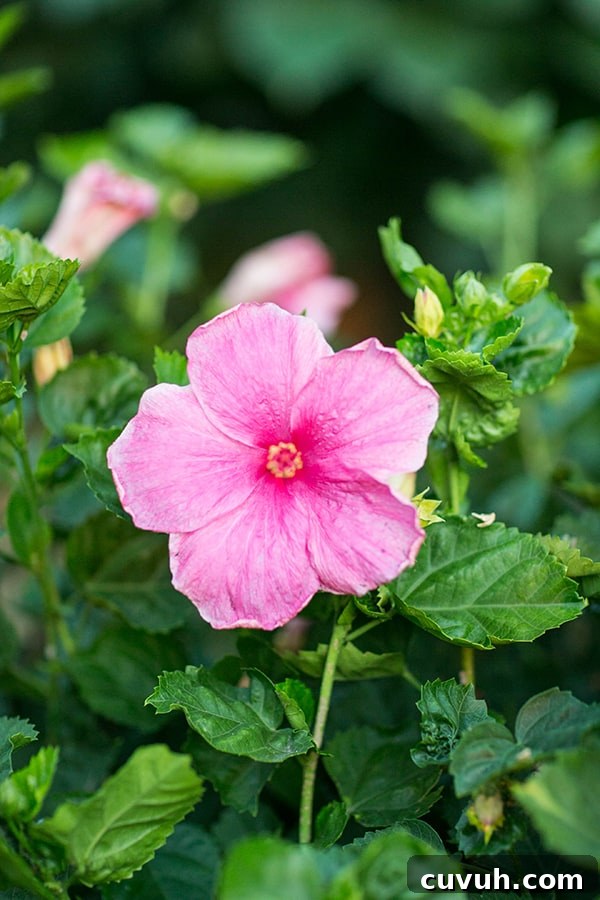 Beautiful pink flower.