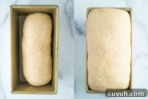 final proofing and risen dough in loaf pan.