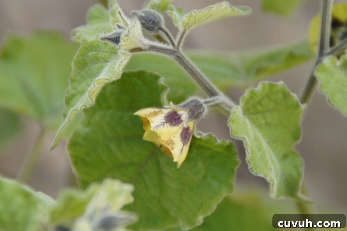 Ground Cherries (Cape Gooseberries): Growing, Care and Harvest 3 physalis flower ground cherry