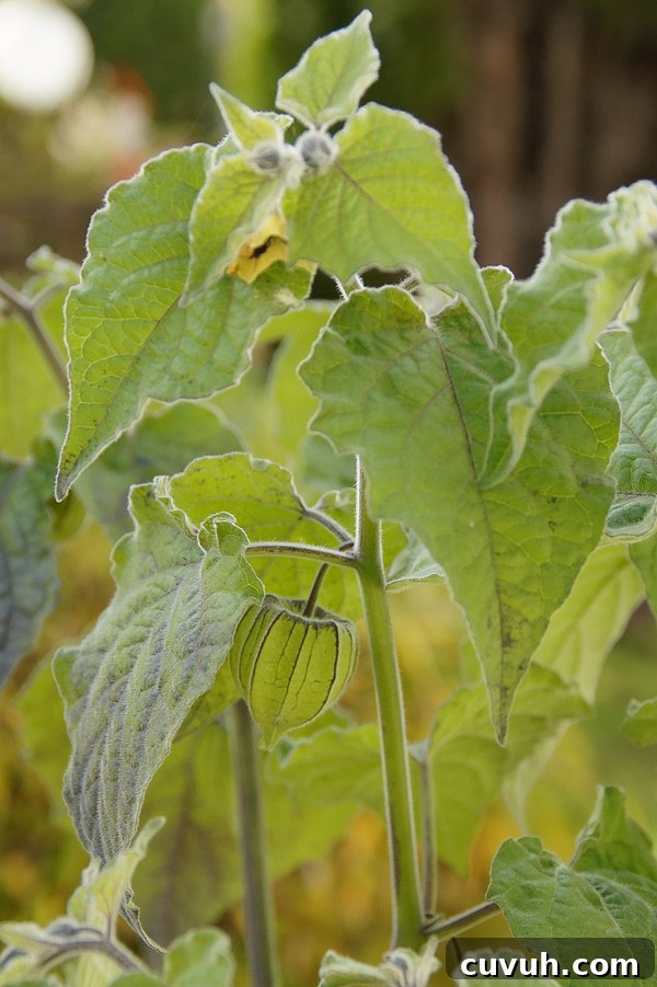 Ground Cherries (Cape Gooseberries): Growing, Care and Harvest 4 ground cherry plant