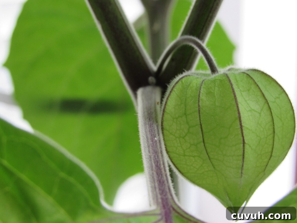 Ground Cherries (Cape Gooseberries): Growing, Care and Harvest 5 Unripe ground cherry fruit