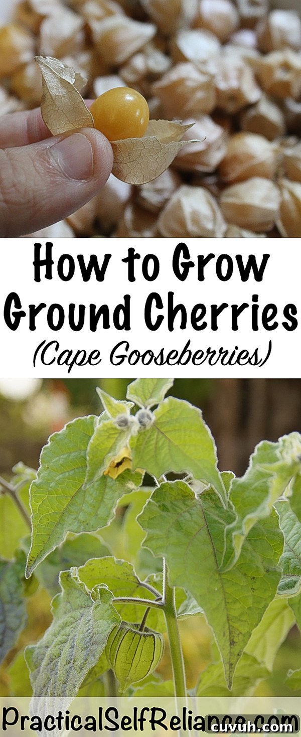 Ground Cherries (Cape Gooseberries): Growing, Care and Harvest 6 How to Grow Ground Cherries ~ Cape Gooseberries ~ Husk Cherries ~ Physalis sp. #groundcherries #groundcherry #gardening #organicgardening #foodgardening #howtogrow #vegetablegardening #gardeningtips #homesteading #homestead #selfreliant