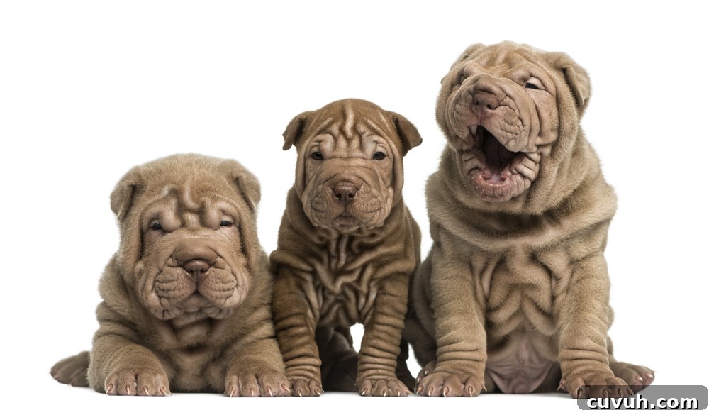 loose skin after weight loss, like a Shar-pei dog