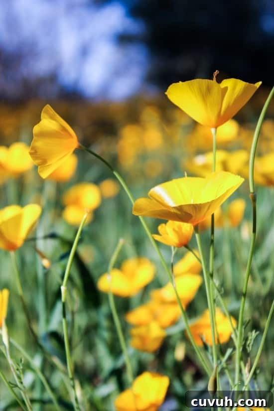 photo of yellow poppies.